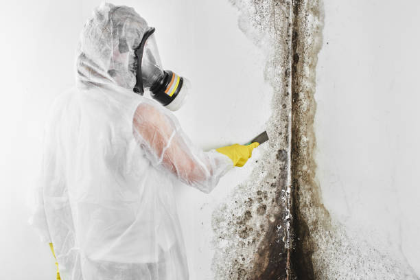 Best Best Mold Removal Companies  in Milford, NJ