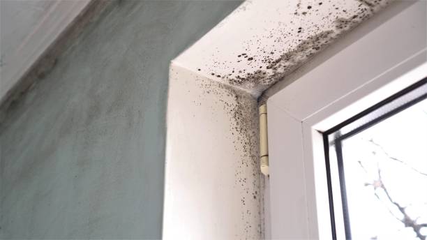 Best Fast Mold Removal  in Milford, NJ
