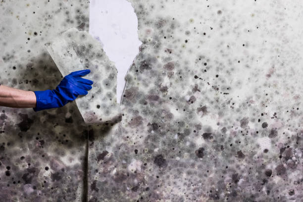 Mold Removal Process in Milford, NJ