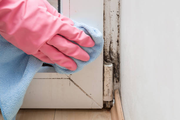 Best Toxic Mold Removal  in Milford, NJ